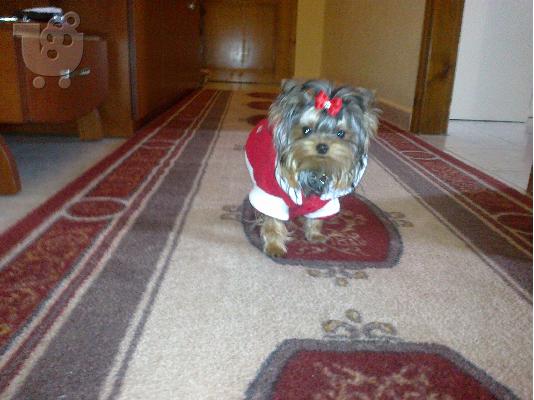 PoulaTo: Yorkshire terrier απο πολυ μικρους γονεις